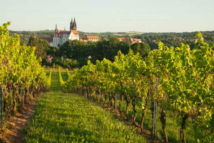 Ballonfahrt Meißen Weinberge Weinberg Ballon Meißen Ballonfahren Meißen Ballonfahren in der Nähe von Meißen